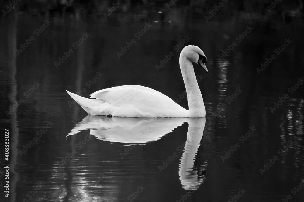 Naklejka premium swan on the lake reflecting in the water, black and white