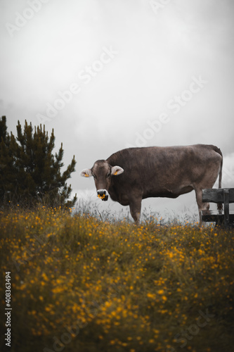 cow in the mountains