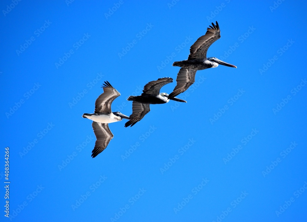 Three pelicans flying in formation over the ocean background. Three pelicans flying in formation over the ocean background.