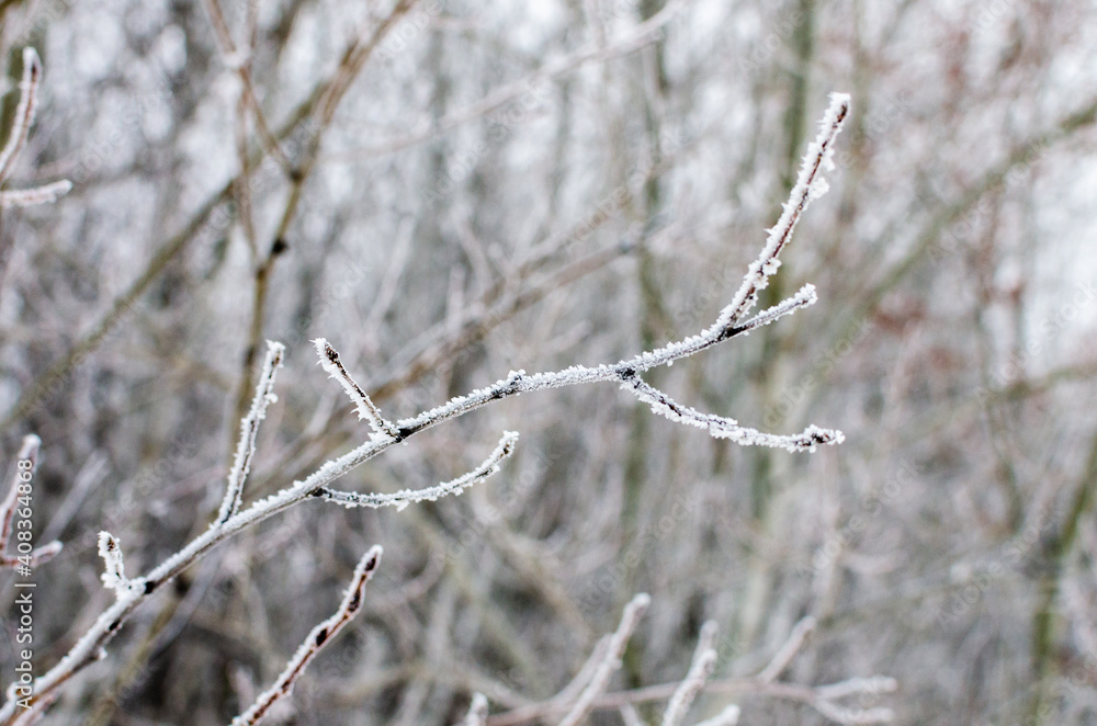 Hoarfrost covered tree branch at Assiniboine Forest on a cold foggy morning in Winnipeg, Manitoba, Canada