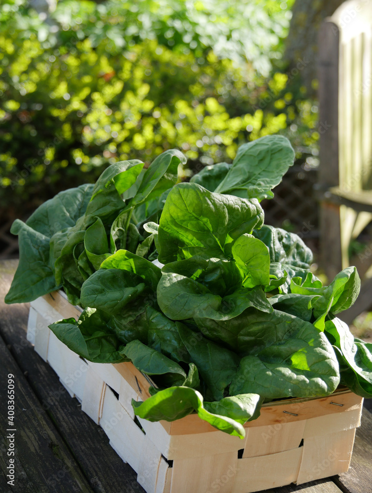 Fresh Spinach From Vegetable Garden Fresh Spinach From Vegetable Garden