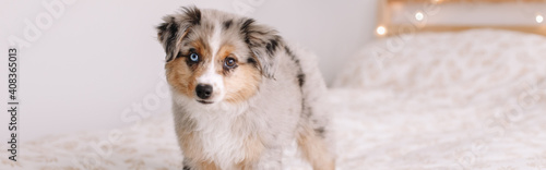 Cute miniature Australian shepherd dog pet with blue brown eyes on bed at home. Adorable dog puppy with different color eyes looking in camera. Home alone. Web banner header. © anoushkatoronto