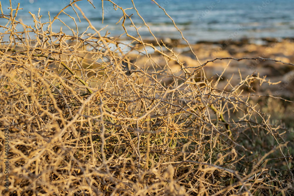 Fototapeta premium Closeup leafless barren thorny bush with tangled branches, dry dead plant with thorns on branches in Ayia Napa coast in Cyprus, selective focus