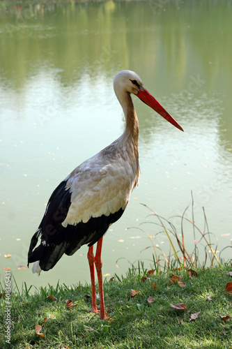 Stork..