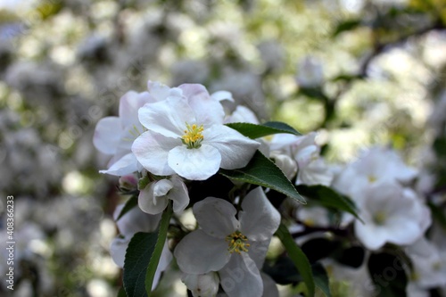 Fototapeta Naklejka Na Ścianę i Meble -  Flowers of spring apple tree close-up on a sunny day