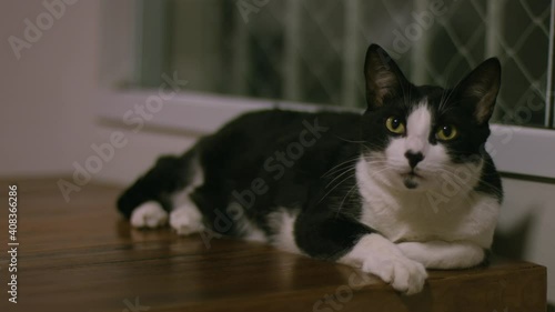 Cat relaxing