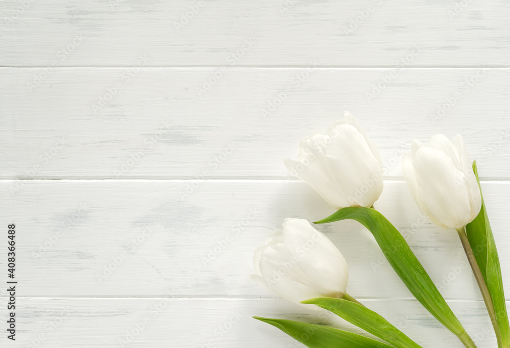 White tulips on a white background. Spring flowers background top view. Banner with copy space