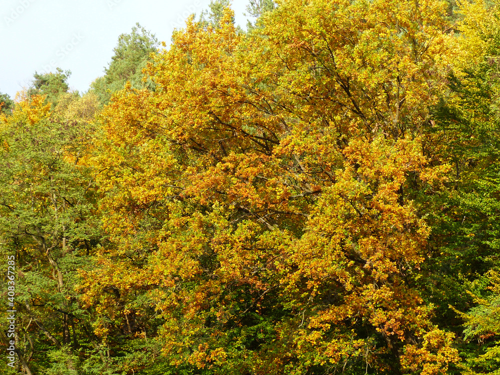 Fototapeta premium Autumn