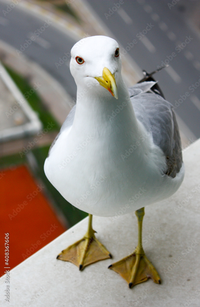 Obraz premium Cute seagull stands on a platform and looks. Handsome seagull shot very close.