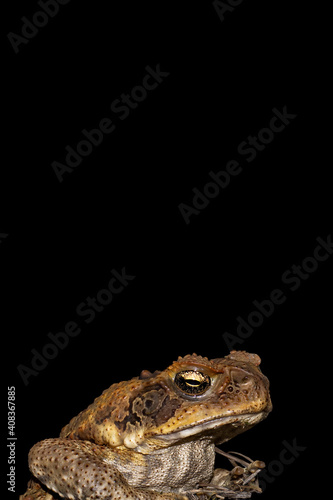 Cane Toad isolated on black background. It is an introduced pest to Australia and is a native to South and mainland Central America. Also known as Marine toad