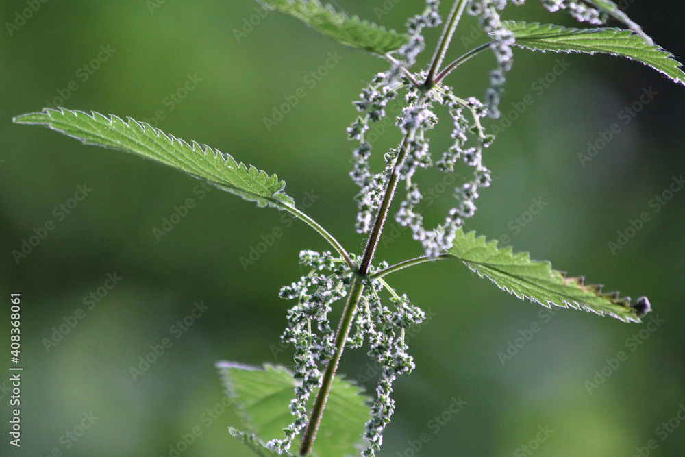Stinging Nettles, Herbs With Diuretic Effect, Green Background Stinging Nettles, Herbs With Diuretic Effect, Green Background