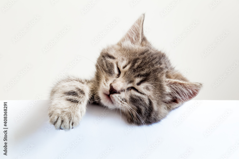 Kitten sleeping over blank white sign placard. Pet kitten head with paw napping behind white banner background with copy space. Tabby baby cat on placard template