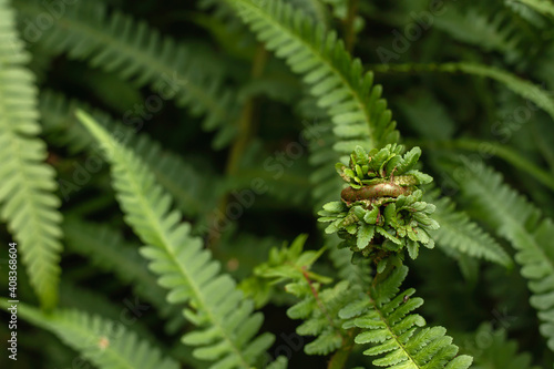 Green fern fronds detail photo