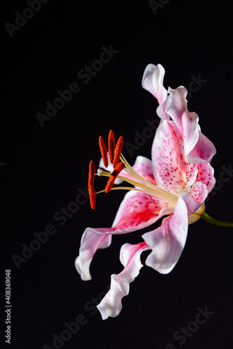 Valokuva Oriental stargazer lily, pink and white color, on a black background