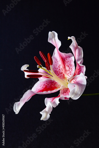 Foto Oriental stargazer lily, pink and white color, on a black background