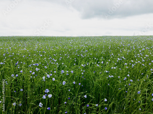 Field of blooming, blue flax blooming in a farm field, flax field and horizon sky