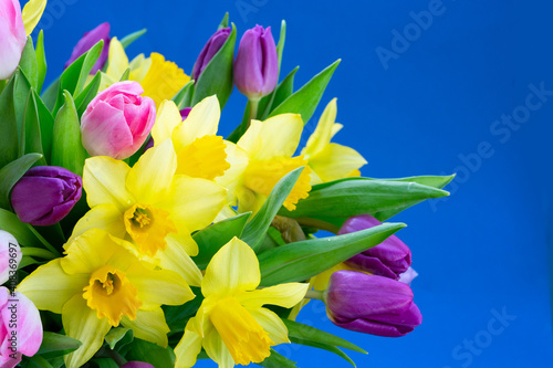 Fototapet tulips and daffodils flowers