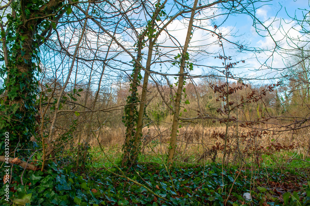 Obraz premium Sunrise Sunlight Through Thorny Branches