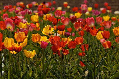 Tulip Field In Lower Saxony, Germany, Europe