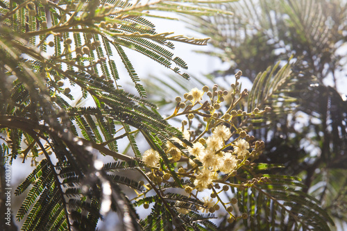 Branch of mimosa tree with flowers. Blooming acacia.