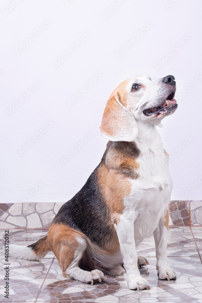 Beagle dog sitting on the floor Beagle dog sitting on the floor