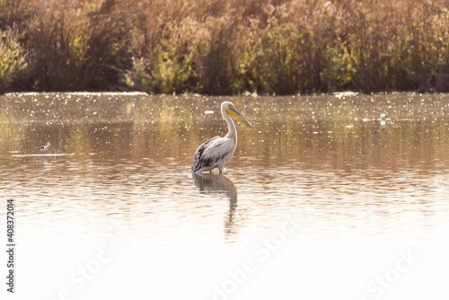 Pelican in an early autumn morning on a lake in Agamon Hula, Israel.