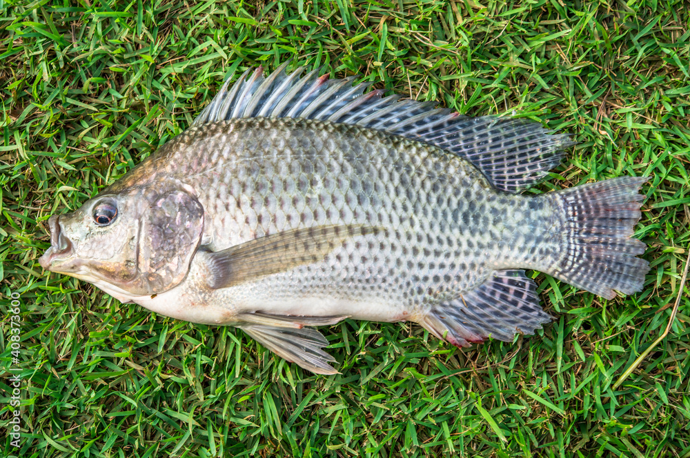 Pisciculture. Coptodon rendalli. Fish on Pisciculture. Coptodon rendalli. Fish on