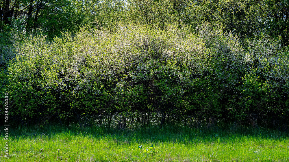 Thickets of flowering blackthorn bush.