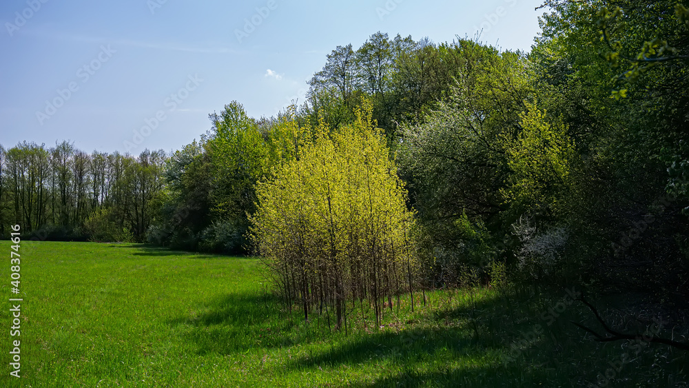 Deciduous forest and meadow on a sunny day. Deciduous forest and meadow on a sunny day.