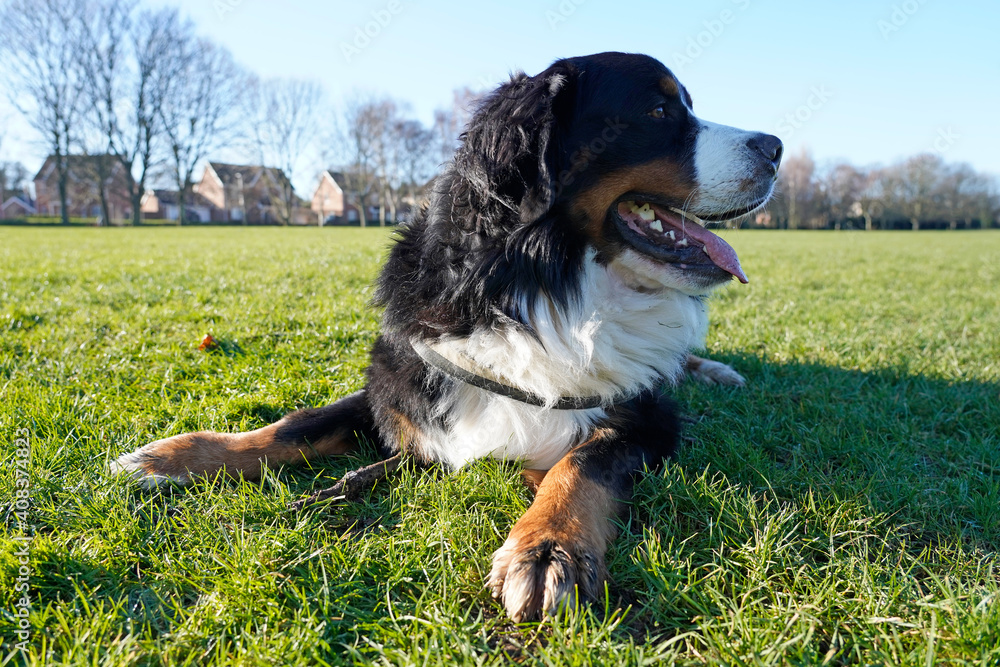 Bernese Mountain Dog lying on the grass, looking away 