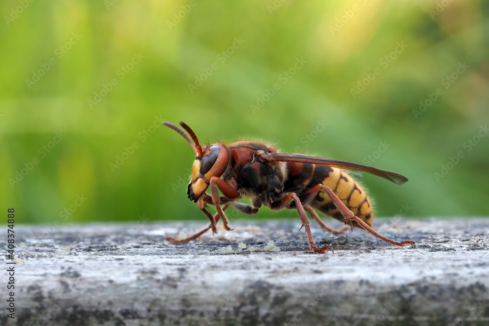 hornisse aus der froschperspektive, seitlich, vespa crabro hornisse aus der froschperspektive, seitlich, vespa crabro