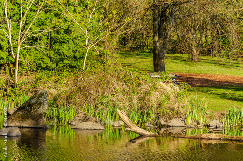 Fototapeta Naklejka Na Ścianę i Meble -  View at Small Pond in the Park with Wildlife in British Columbia, Canada.