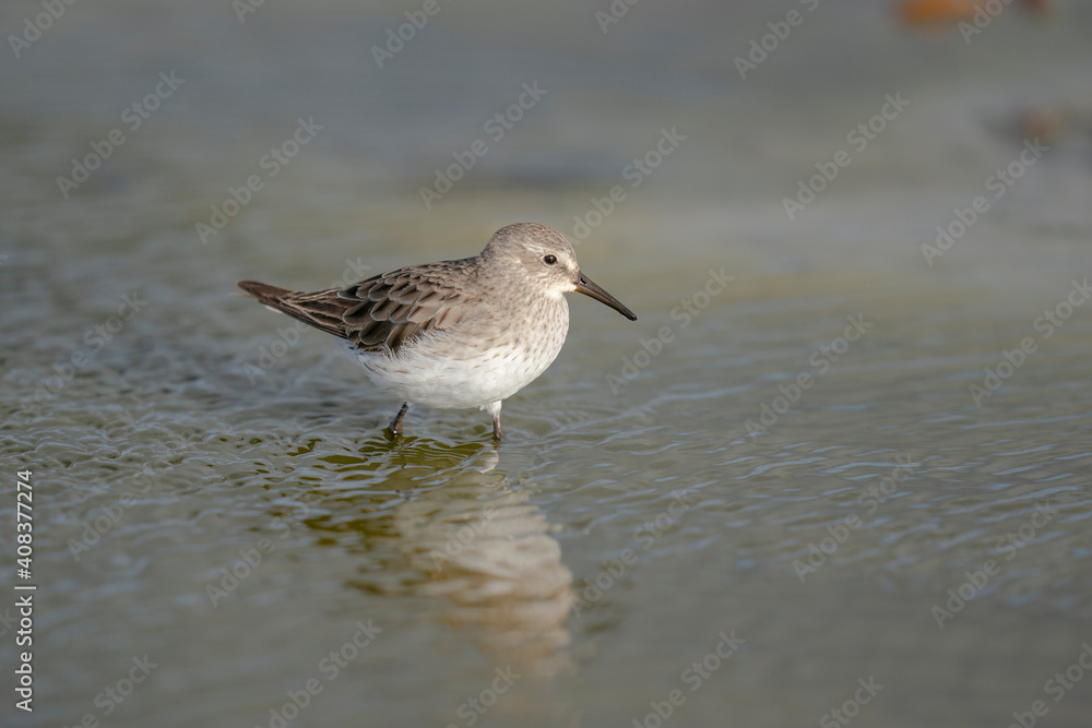The white-rumped sandpiper (Calidris fuscicollis) The white-rumped sandpiper (Calidris fuscicollis)