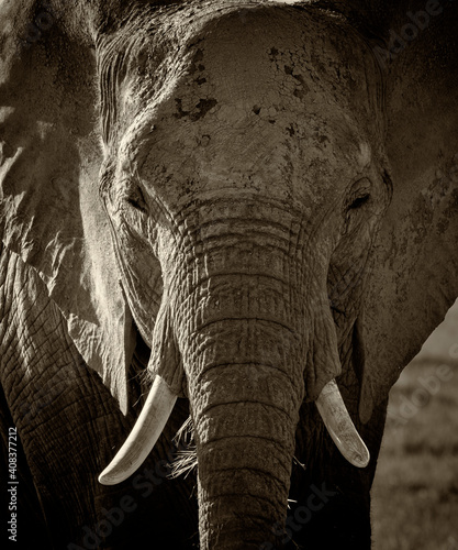 Dark portrait of African elephant  Loxodonta africana   front head face  two ivory tusks  showing skin folds and texture details. Amboseli National Park  Kenya. Black and white low key monochrome 