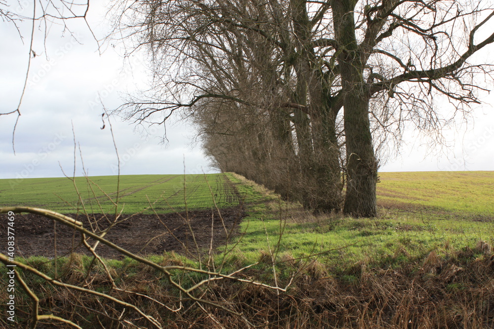 straight line of nature straight line of nature