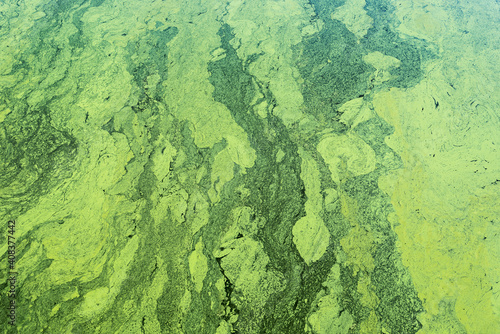 green color background with cyanobacteria on water photo
