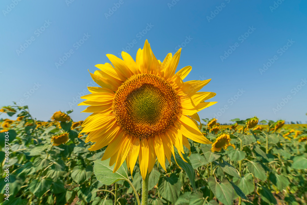 Yellow flower of sunflower closeup on green agricultural field.