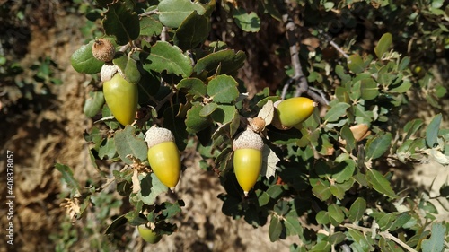 Fotografie Holm oak (Quercus rotundifolia) acorns in late summer