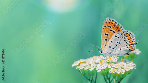 One butterfly roosting on a inflorescence, close-up side view with a blurred background. Orange butterfly on a blurred fairytale wild meadow background.