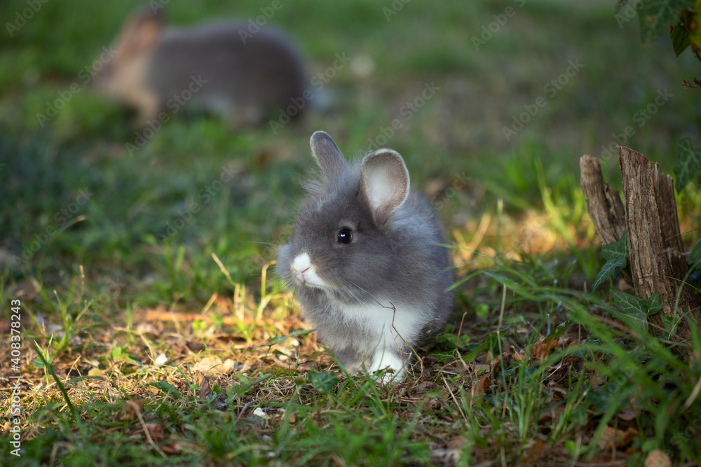 Fototapeta premium grey fluffy bunny