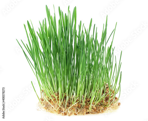 Germs of young wheat isolated on a white background. Fresh wheat grass. Wheat sprouts.