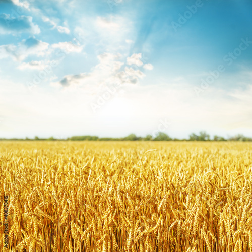 A field of golden color with ripe wheat at sunset. Soft fucus on field.