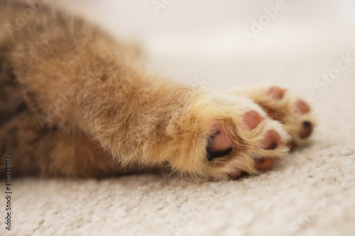 Adorable Akita Inu puppy on carpet indoors, closeup of paws