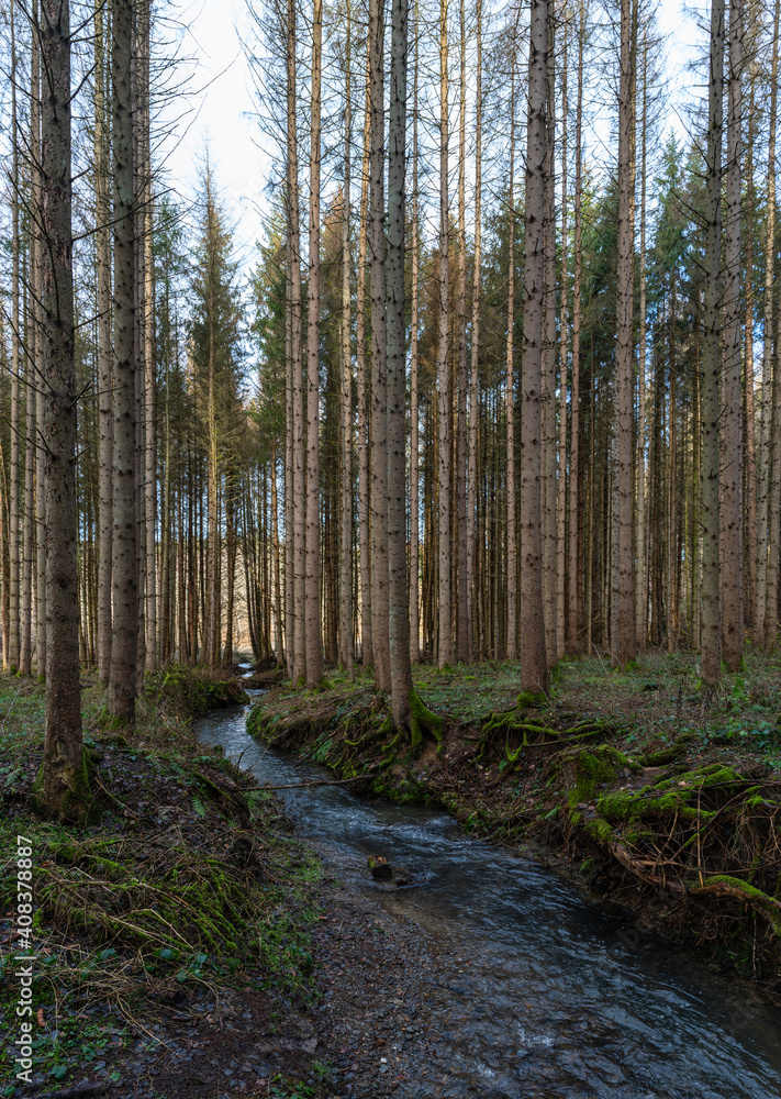 Fototapeta premium A hike through the forest in the Westerwald in winter