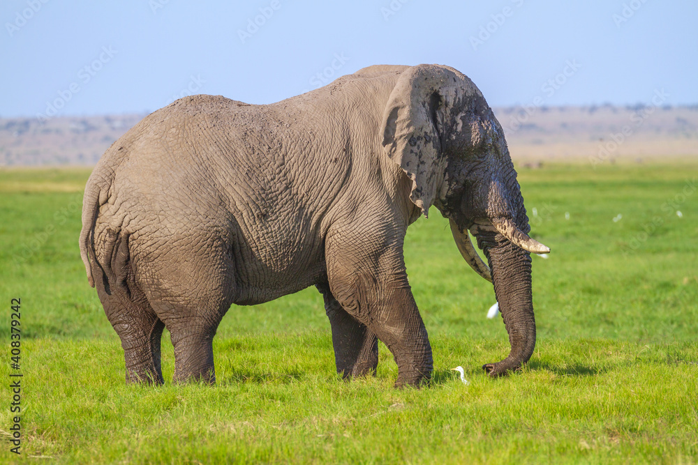 Large bull elephant (Loxodonta Africana) with part of tail missing and muddy wet head. Side view. Green grasslands of Amboseli National Park, Kenya