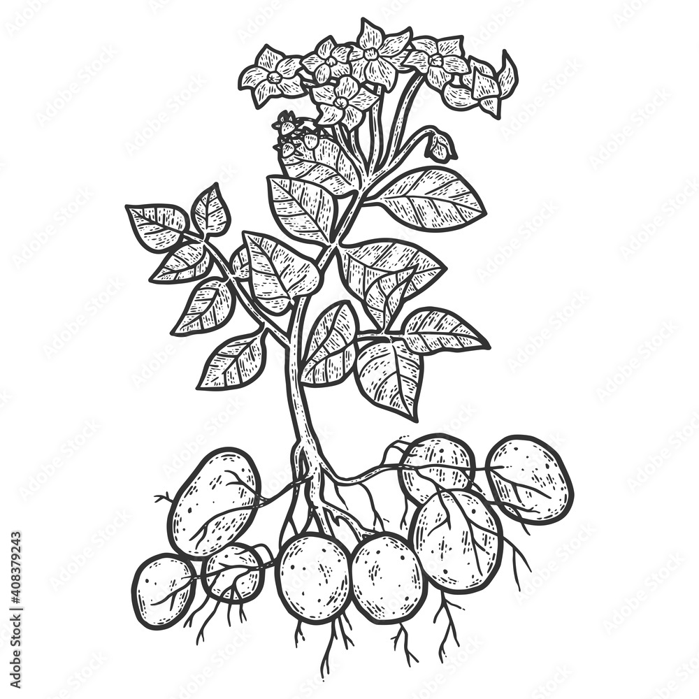 Fototapeta premium Potato plant. Engraving vector illustration. Sketch scratch.