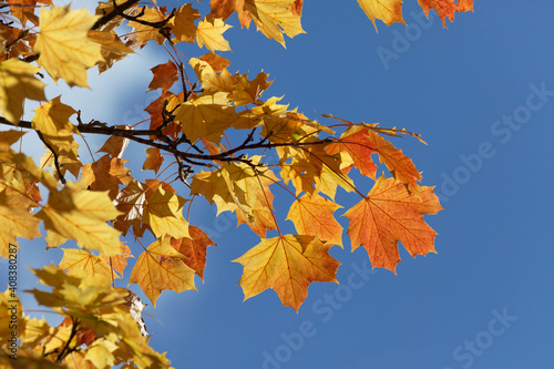 Acer Platanoides, Norway Maple In Autumn, Germany, Europe