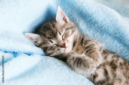Striped kitten sleep on blue color blanket. Gray cat kid animal with paws relax on bed with copy space. Small tabby kitten on blue background. Long web banner.