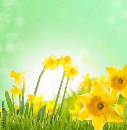 Bright and colorful flowers of daffodils on the background of the spring landscape.