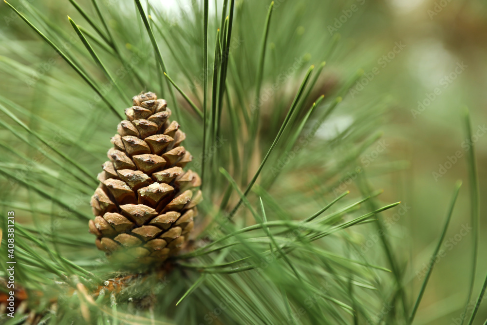 Cone growing on pine branch outdoors, closeup Cone growing on pine branch outdoors, closeup